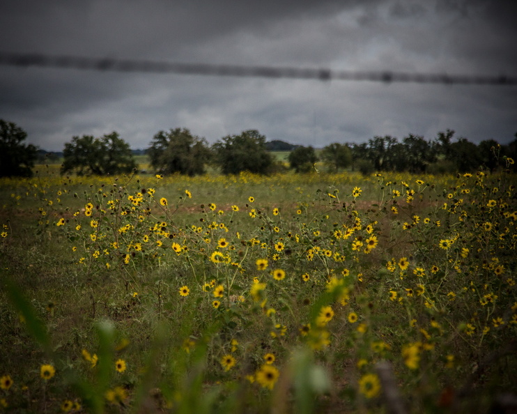 2013 10-Flowers Spicewood Texas.jpg